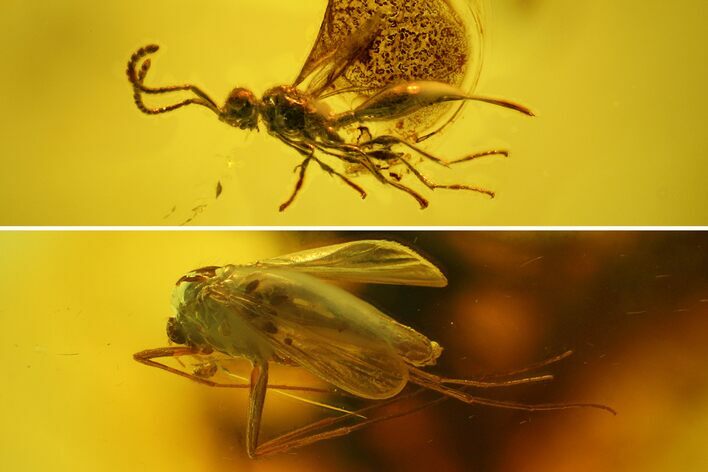 Large Fossil Flies (Diptera) and a Wasp (Hymenoptera) in Baltic Amber #139018